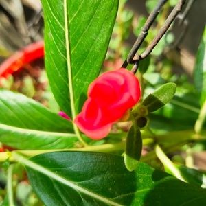 Meet your Posher, Tajbin